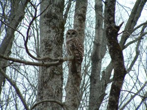 Barred Owl by Arianna