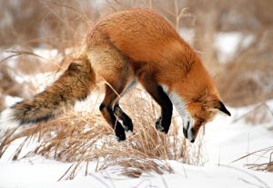 Red Fox pouncing in snow