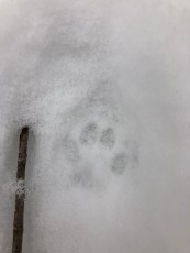 Red fox track