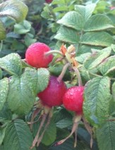 Beach rose rosehips