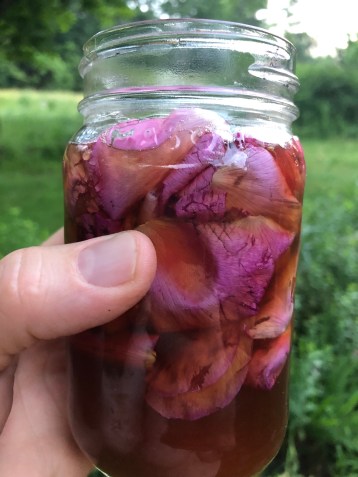 Rosa Rugose elixir experiment w honey and whiskey