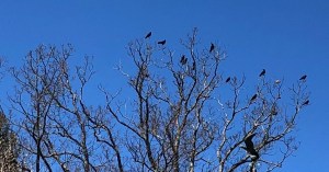 Flock of crows