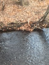 Mink slinking along Mill River
