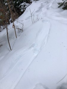 Otter slide; photo by Arianna Alexsandra Collins