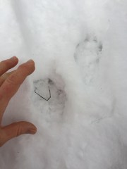 Otter tracks and slide photo credit by Arianna Alexsandra Collins