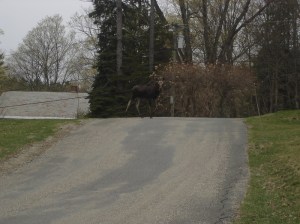Moose in church lot on Rt 2