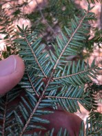 Eastern Hemlock
