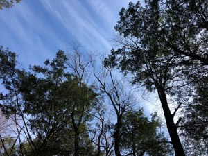 White Pine and Eastern Hemlock