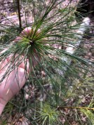 White Pine