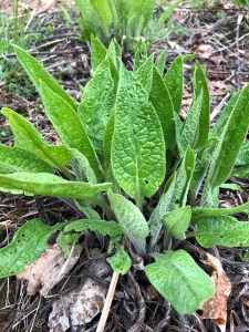 Comfrey in April