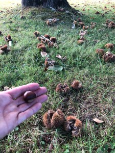Gleaning Chinese Chestnuts