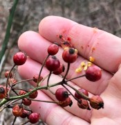Multiflora rosehips with seeds