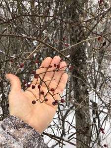 Multiflora rosehips