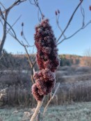Staghorn sumac