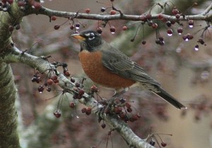 American Robin
