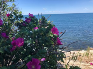 Rugosa Rose on the Cape