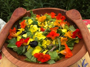 Late August salad with Nasturtium, evening primrose, goldenrod, chicory, and yellow Wood Sorrel