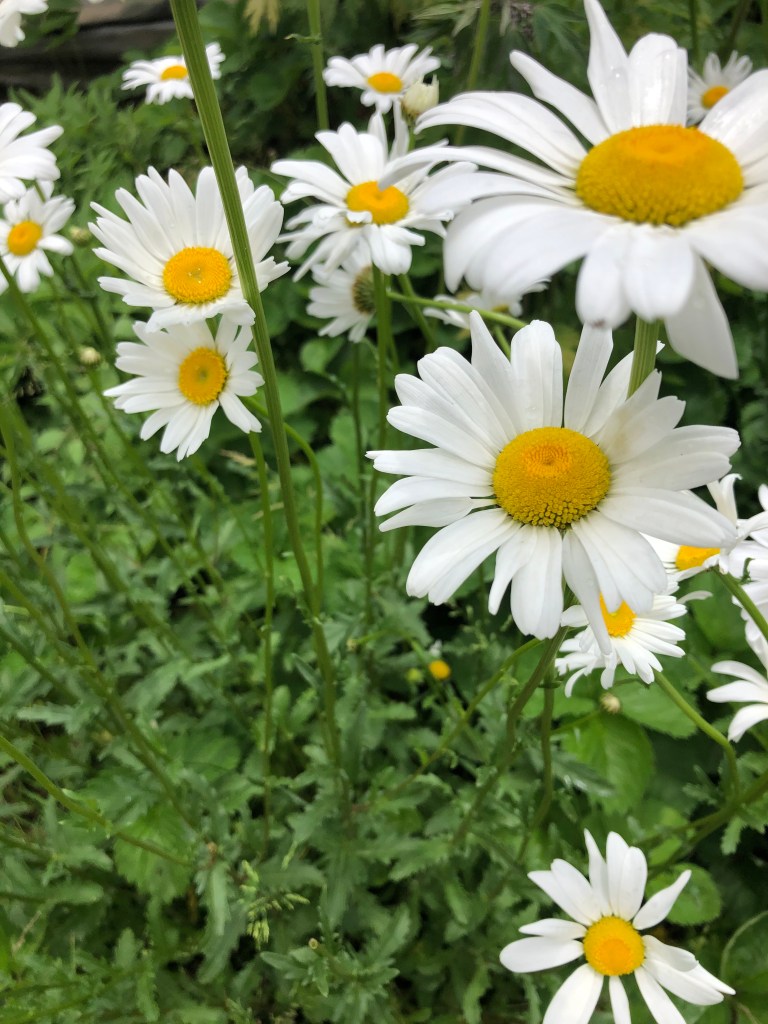 Ox-eye Daisy