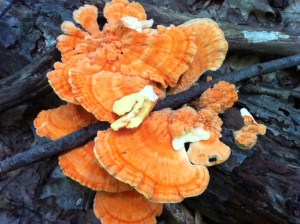 Chicken of the woods mushroom