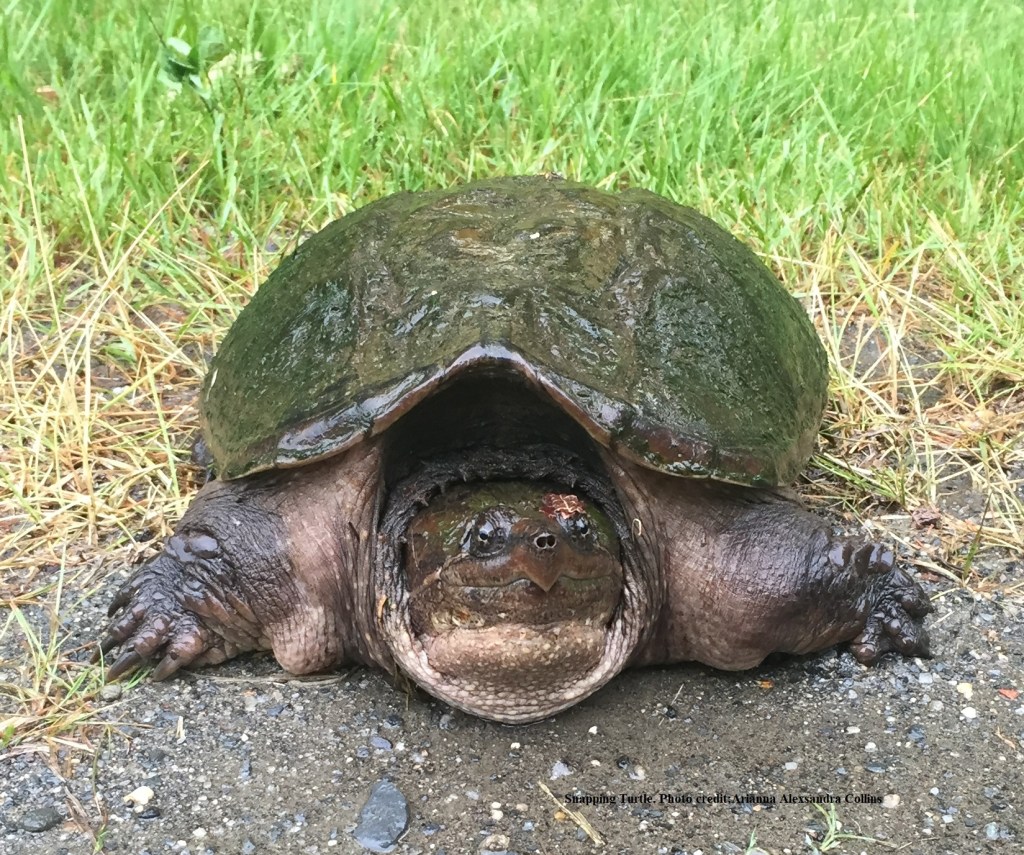  Snapping Turtle. Photo credit Arianna Alexsandra Collins