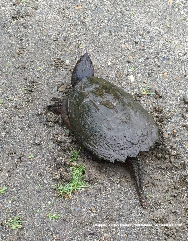 Snapping Turtle female looking for a location to dig her next. Photo credit Arianna Alexsandra Collins