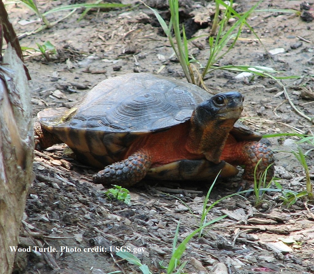 Wood Turtle. Photo credit: USGS.gov