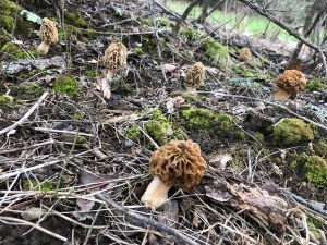 Morels under Apple tree