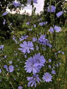 Chicory