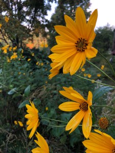 Sunroot aka Jerusalem Artichoke,