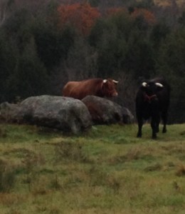 Bulls on North Warger Rd