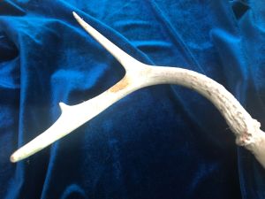 Found deer antler