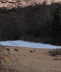 Deer in field at Pfersick home March
