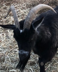 One of Will's goats close up to show horns