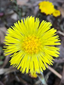 Coltsfoot