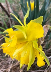 Daffodils photo credit by Arianna Alexsandra Collins