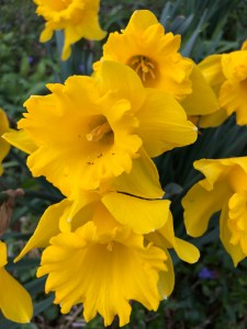 Daffodils