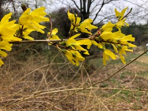Forsythia