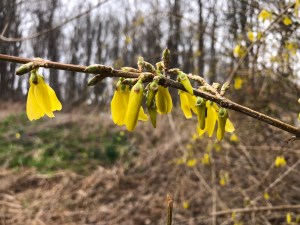Forsythia