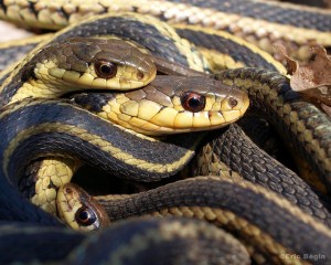 Garter snakes leaving hibernaculum. Photo via Flickr.