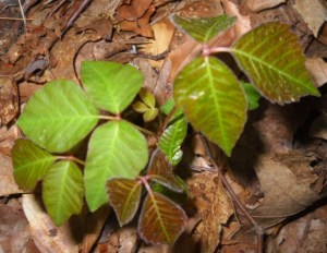 Poison Ivy leaves