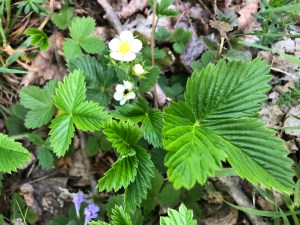 Strawberry leaves and flower