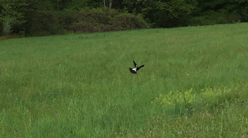 Male Bobolink in an Ashfield field