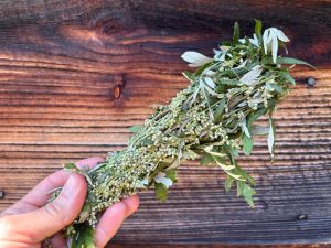 Mugwort smudge bundle