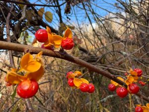 Asiatic Bittersweet berries