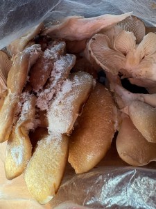 Winter Oyster Mushroom frozen 