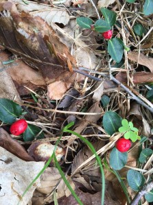 Partridgeberry