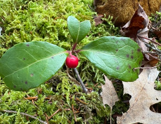 Wintergreen