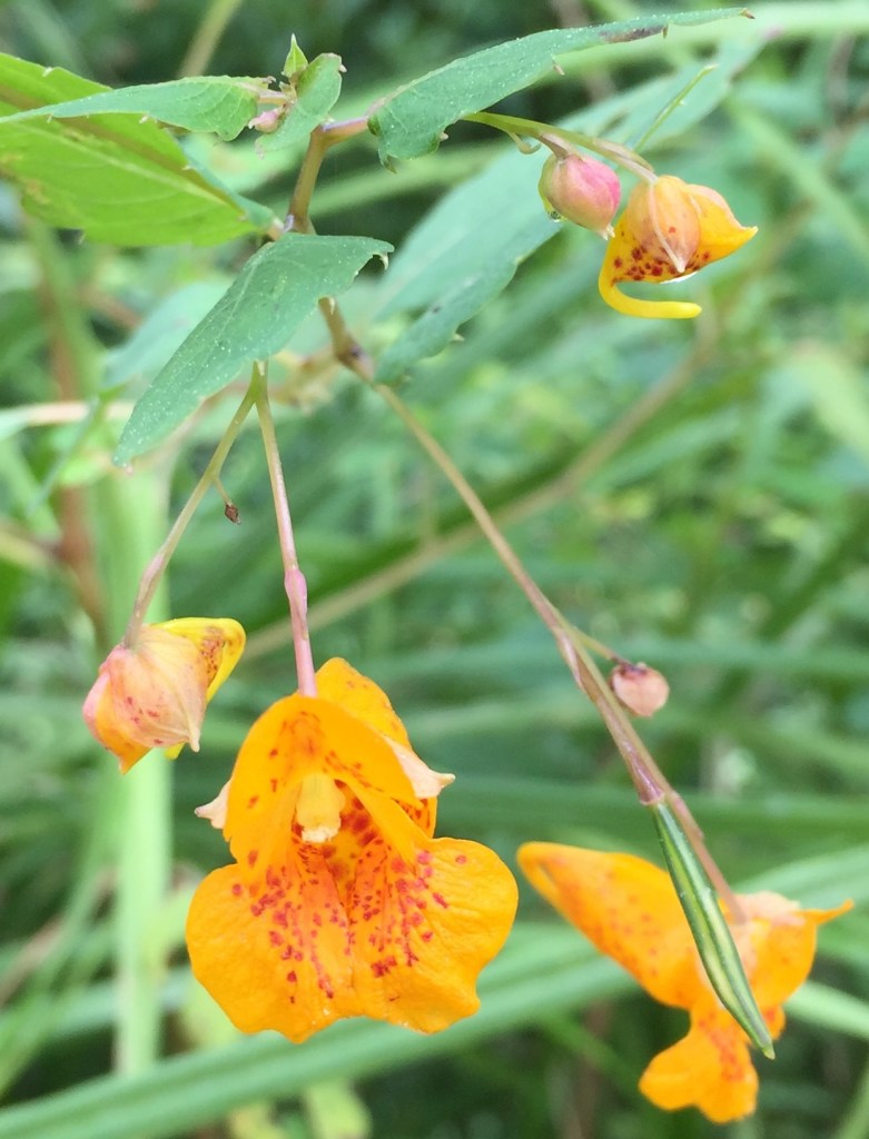 Jewelweed