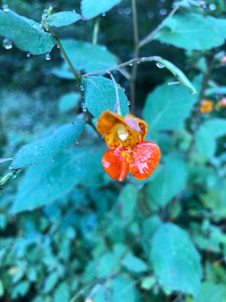 Jewelweed