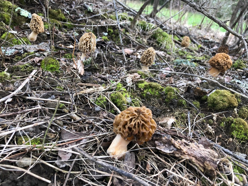 Morels under an old apple tree
